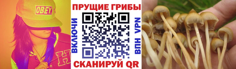 Псилоцибиновые грибы GOLDEN TEACHER  где можно купить   МЕГА   Губкин 